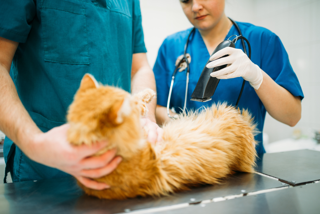 Klinik Turu | Animalistan Veteriner Polikliniği